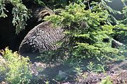 32 - Grouse Mountain - IMG_1543